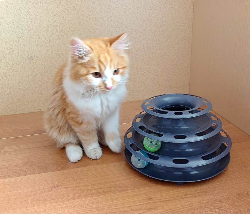 Ласкуша-котенок Лучик Солнышкин ищет самых лучших котородителей