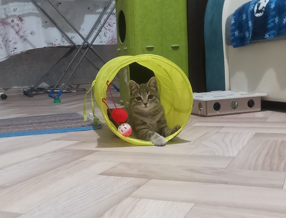 Кот, серыго цвета