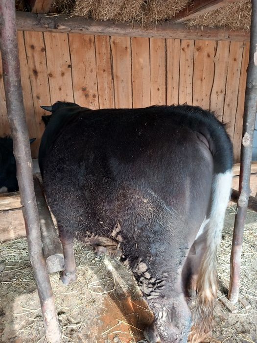 Vând vitel de carne