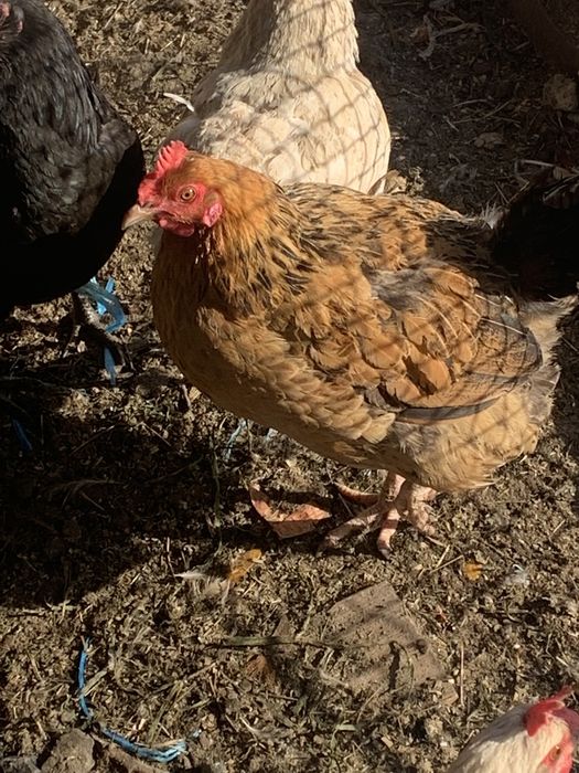 Продаются куры разных пород