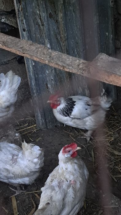 Адлер тауығы сатылады