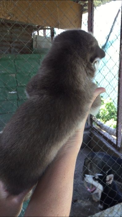 Шоколадный голубоглазый хасенок