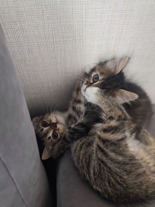 Котята, девочки