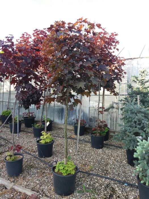 Vindem din pepiniera acer palmatum (Arțar japonez)