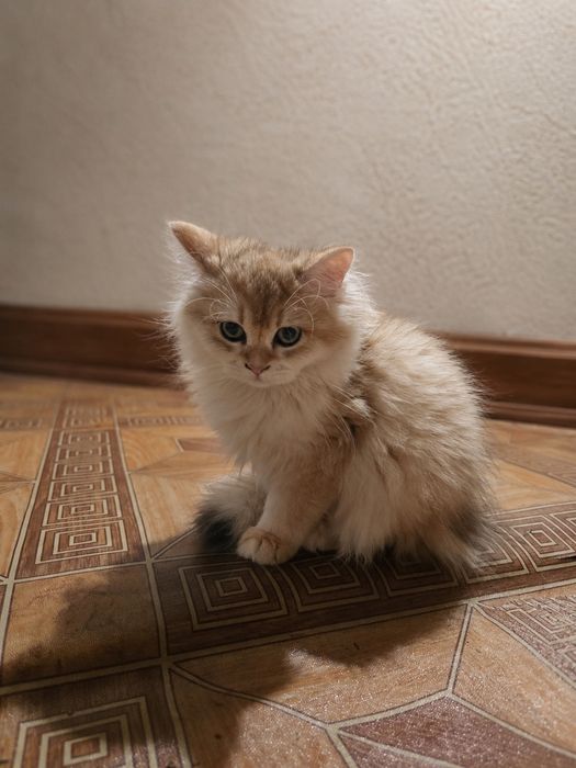 3 британски котета