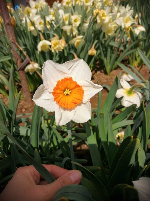 ЛИЧНО ПРЕДАВАНЕ Градински/саксийни цветя