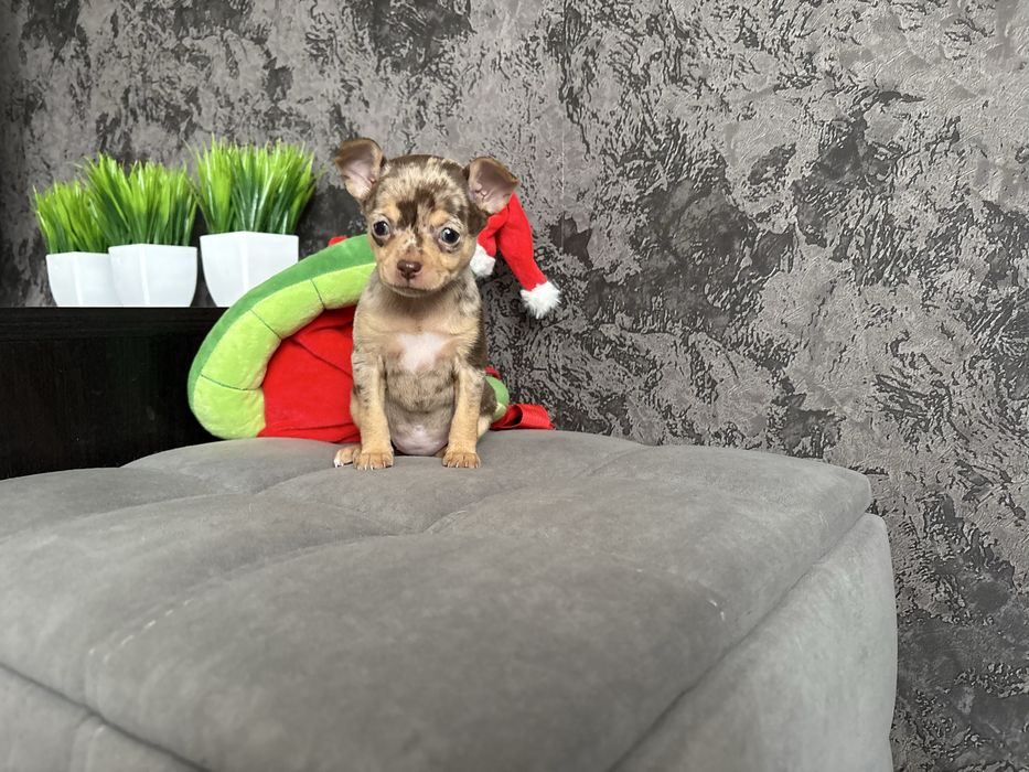 Щенки русского тоя