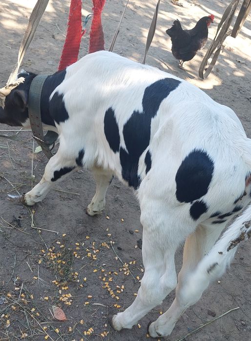 Vând  vițel sugar de 10 zile