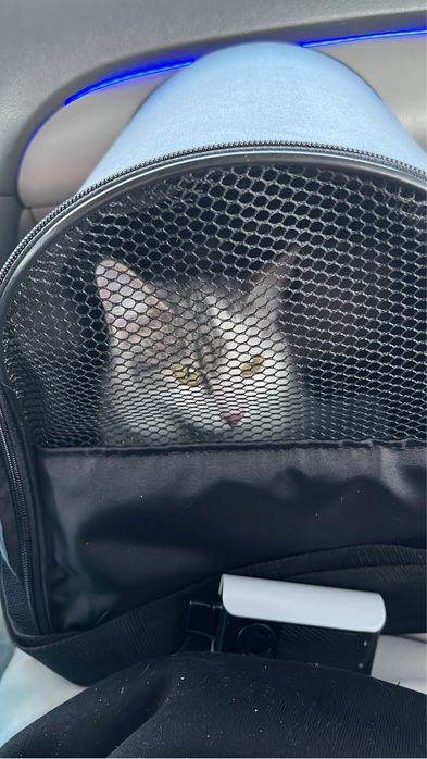 Отдам в хорошие руки кошечку