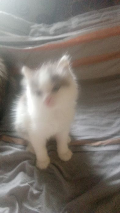 Отдам котят в нужные руки