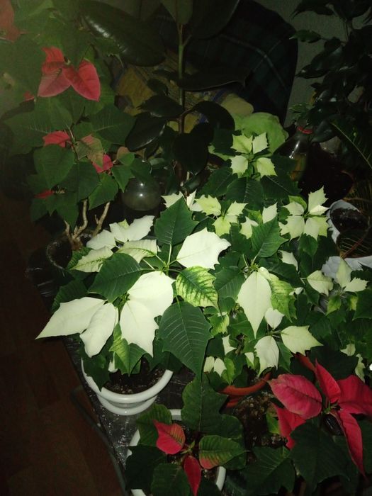 Пуансеттия белая