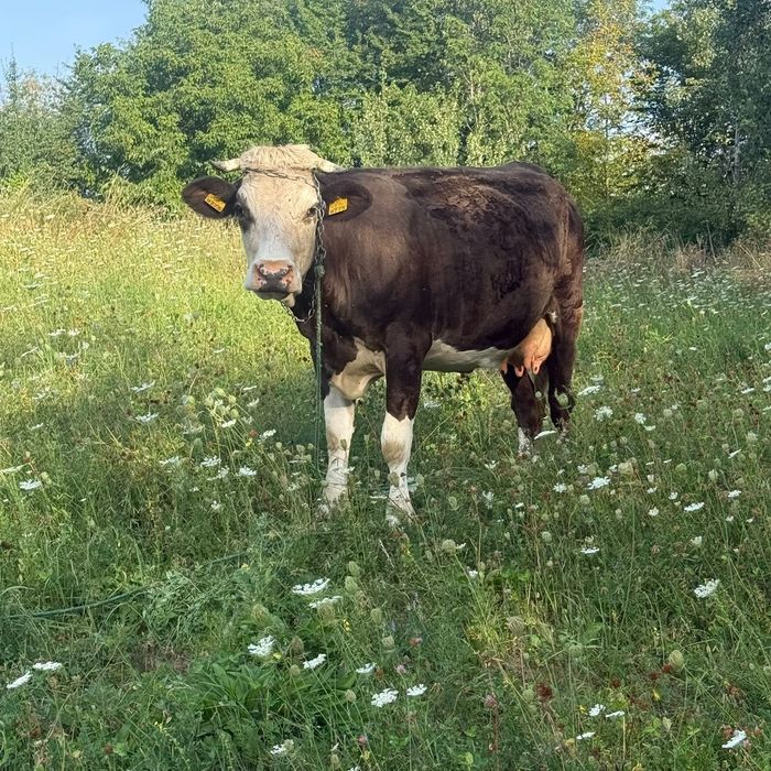 Vând vaca tânără