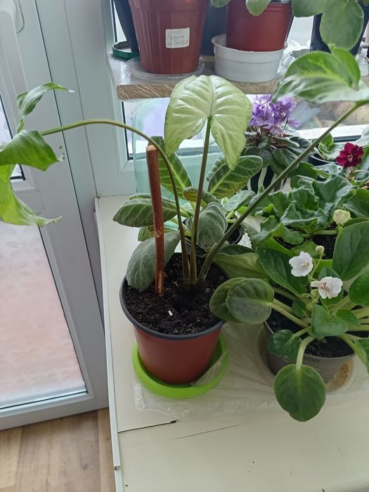 Продам цветы разные