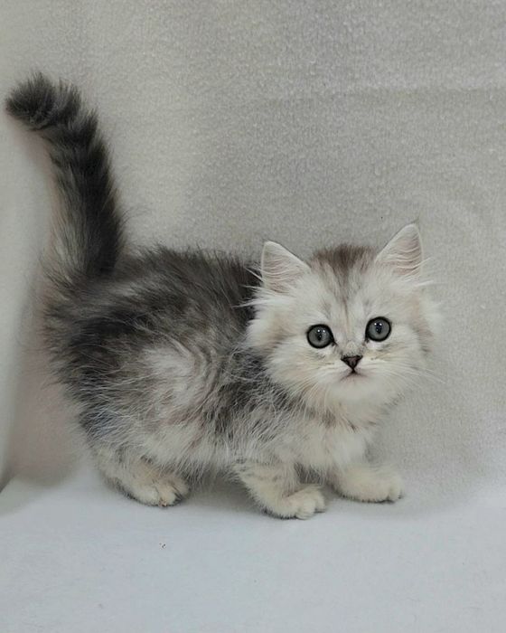 Мальчик скоттиш страйт серебристая шиншила