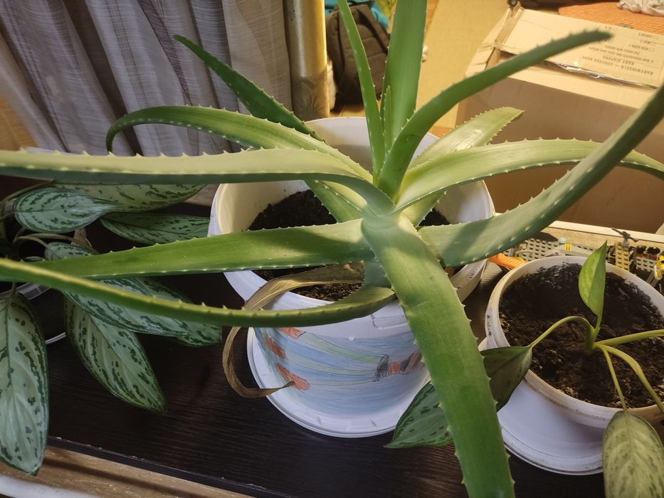 Алоэ очень красивая почти 9 лет