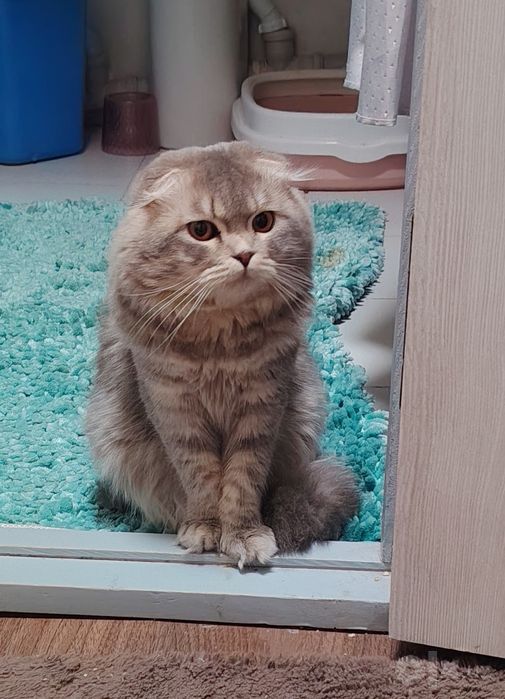 Милый шотландский вислоухий котик (хайленд-фолд)