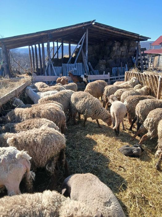 Vand 150 de oi cu miei