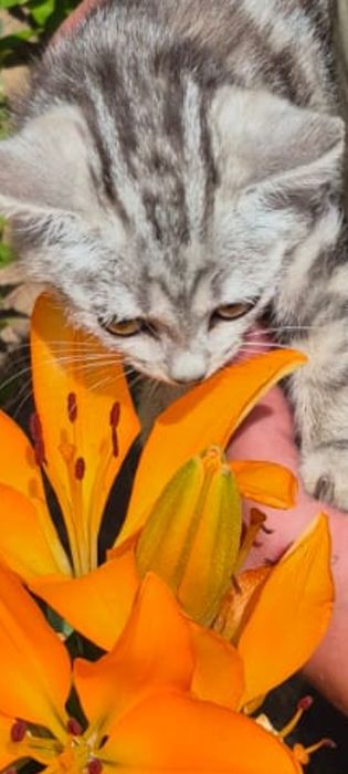Шотландская скоттиш страйт