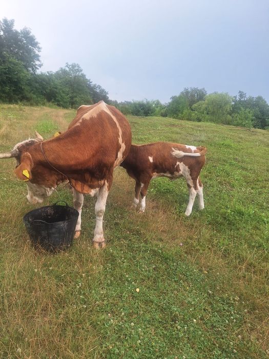 Vand vaca de rasa cu vitea