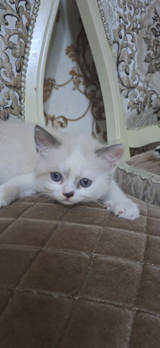 Mushuk    bolalari