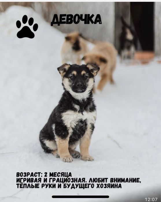 Щенятам нужен дом срочно