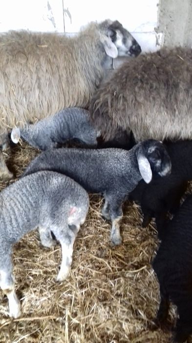 Vând 10 oi Karakul gestante