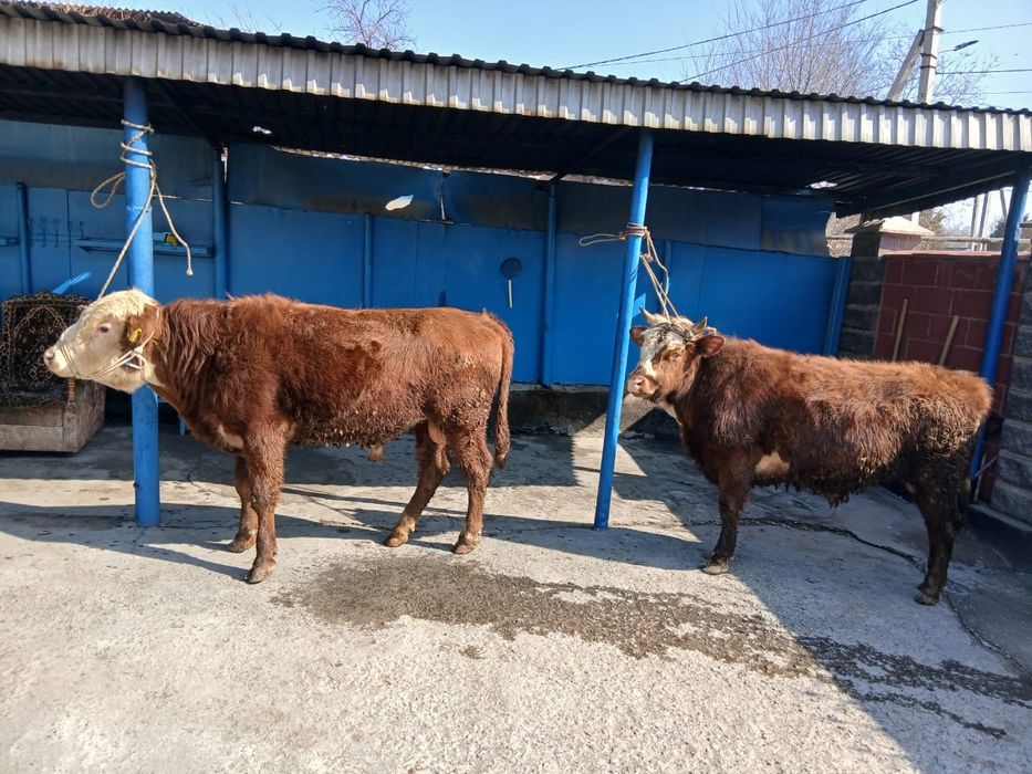 Продам двух бычков породистых!