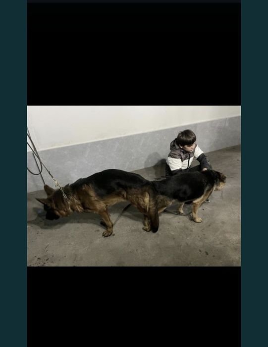 Немецкий щенки овчарки