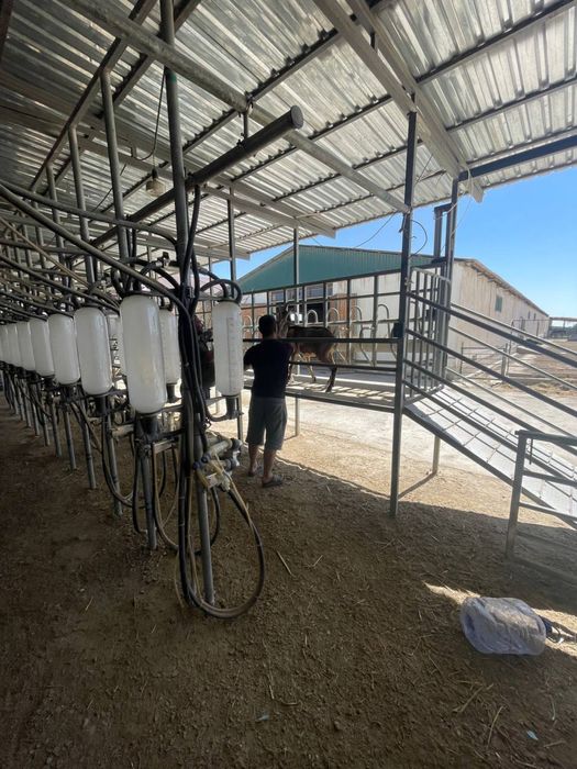 Сдаётся в аренду молочное оборудование