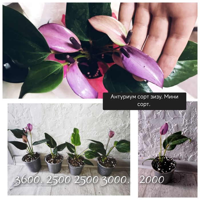 Цветы разные цветущие