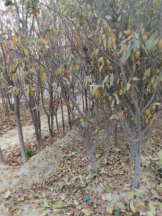 мавали дарахт кучатлари нархи кучатни ёши ва навига караб келишами