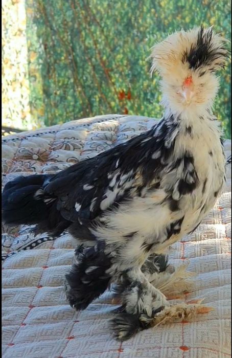 Султанка балапандары