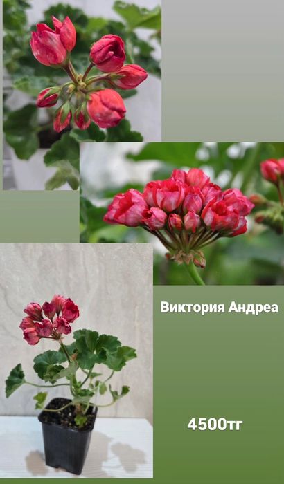 Тюльпановидные, розовидные и др. герани