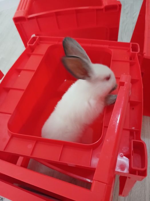 Кояннын көжегі сатылады