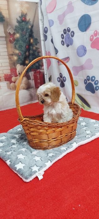 Кавапу момиче той пудел