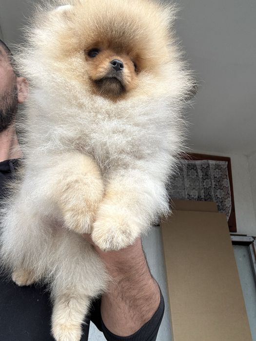 Померан мини померанче