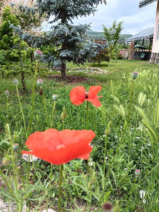 Urgent .Proprietar, parter la casa cu etaj, Mogosesti - Iasi, 10 km