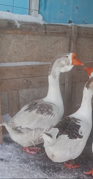 Продам гусака холмагора