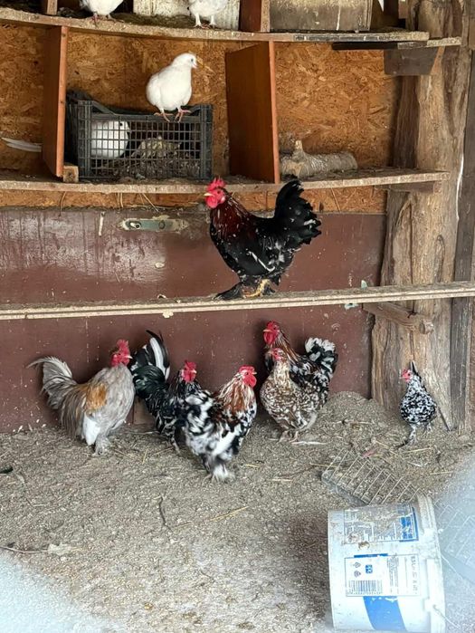 Vând sau schimb cu porumbei