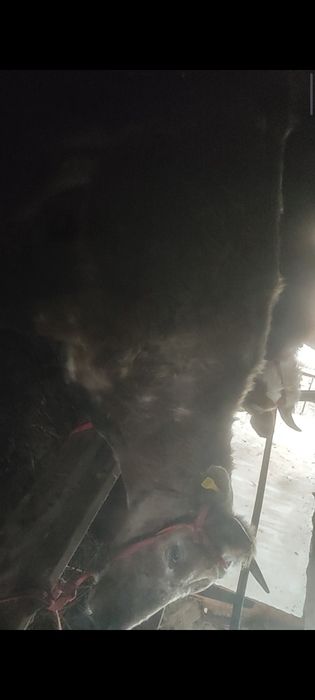 Бузаулы сиыр сатылады