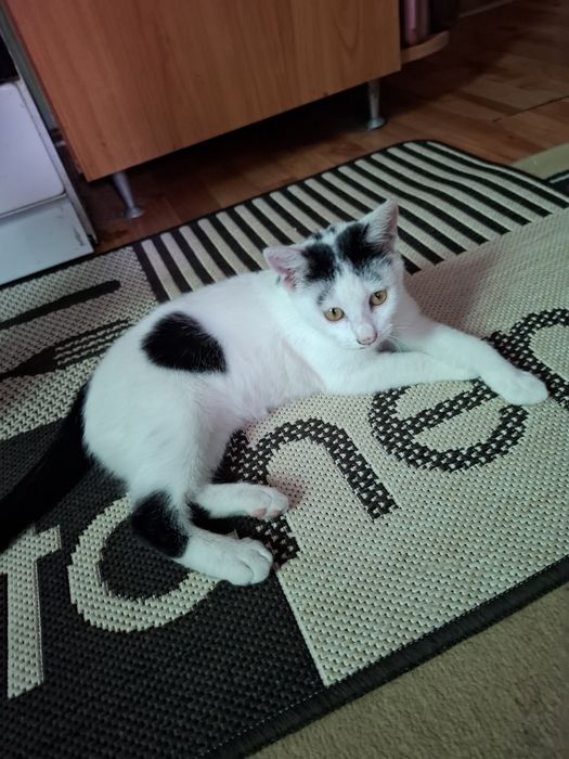 Pisica spre adopție