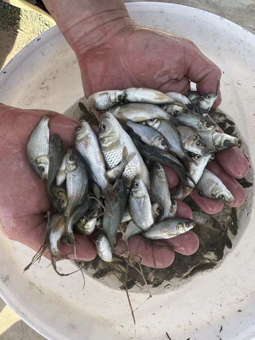 Продается малек Карповых видов