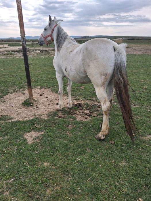 Vând iapa bună de ham