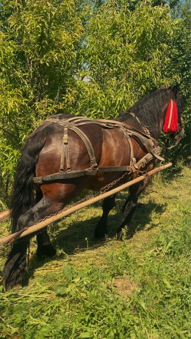 Armasar pentru monta sau de vanzare