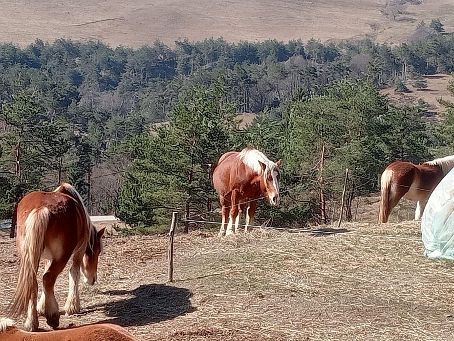 Vând 5 iepe Gestante și o Mânză face doi ani SE VÂND DOAR TOATE