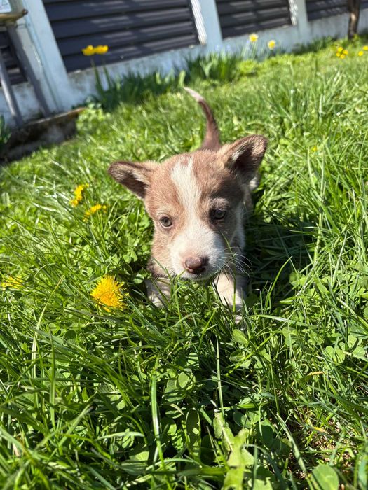 Catelusi pentru adoptie