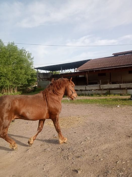 Лошадь лошадьььь