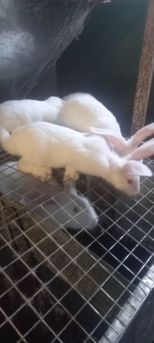 Продаются кролики