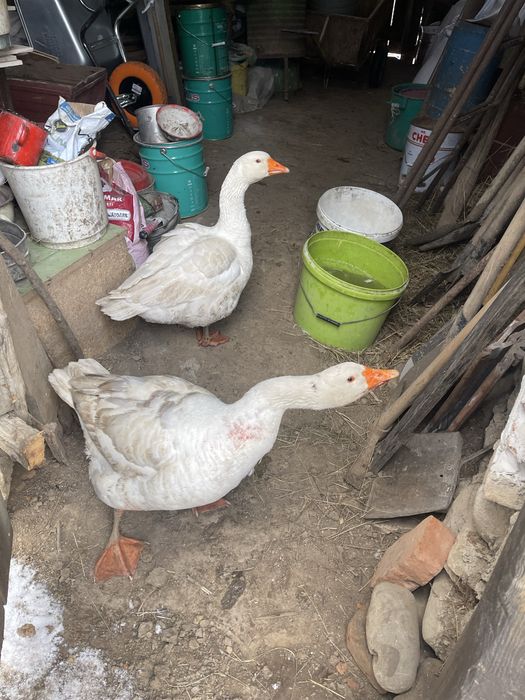 Vand un gascan tanar 2025