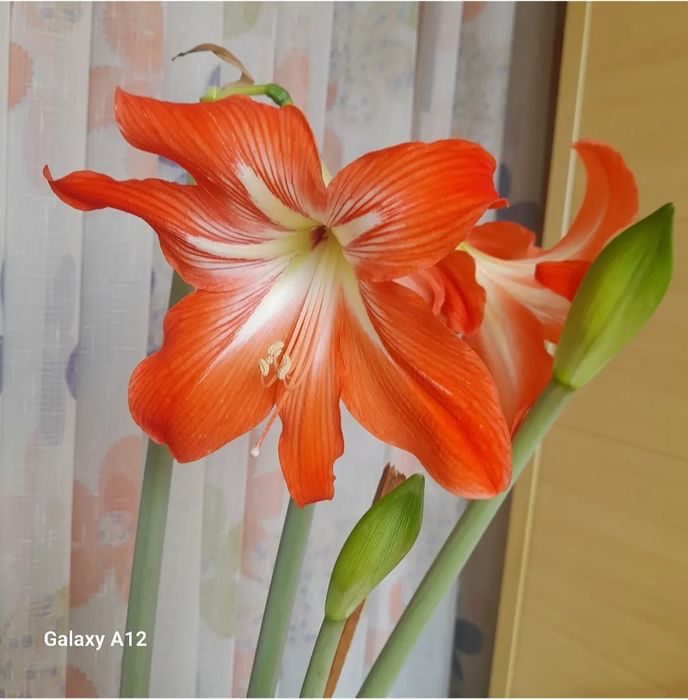 Комнатные   цветы
